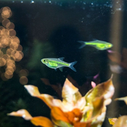 Green Kubotai Rasbora